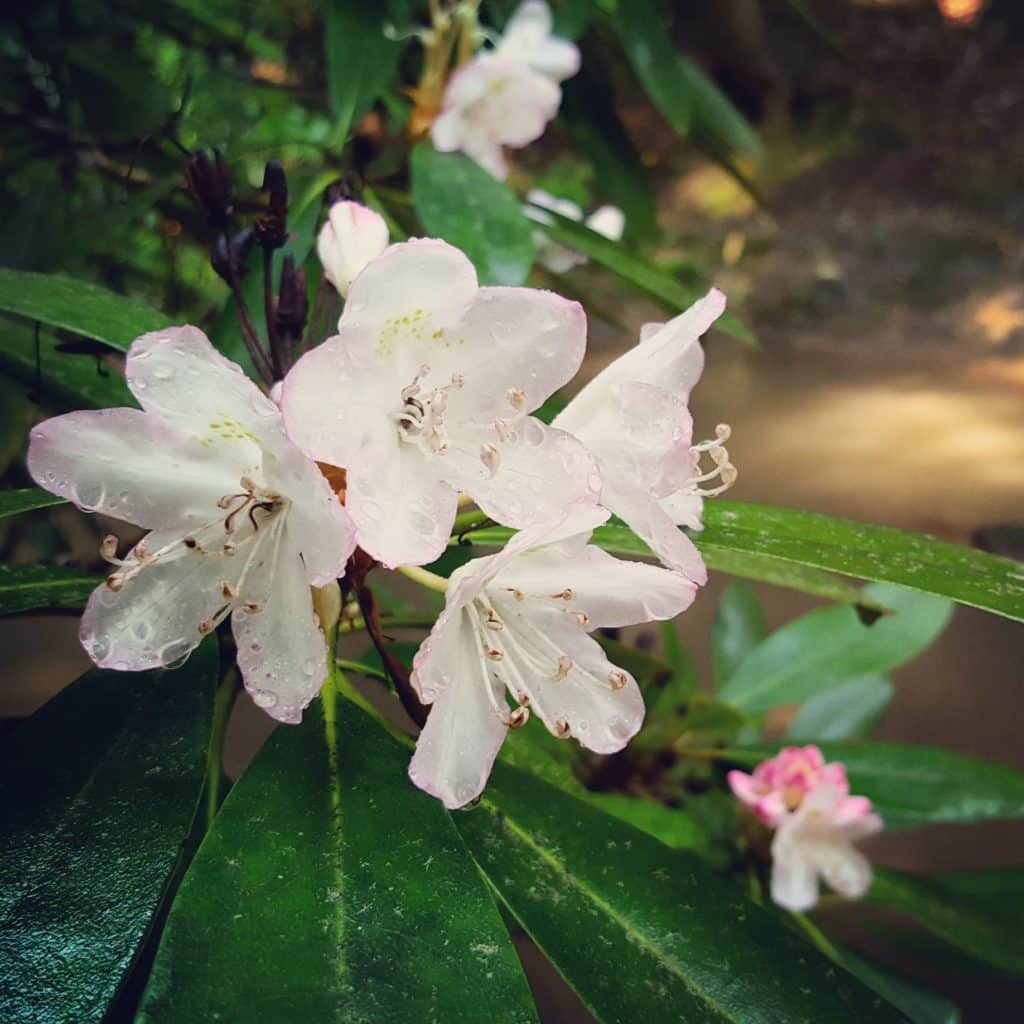 Rhododendron bloom Late June-Mid July