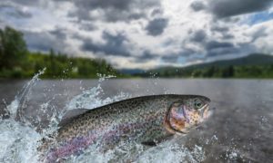 Read more about the article Trout Fishing in Blue Ridge