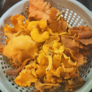 Read more about the article Mushroom foraging in Blue Ridge