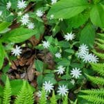 Star chickweed