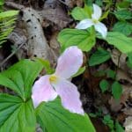 Great white trillium