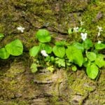 Wild white violet