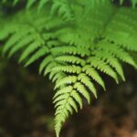 Fern