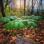 Mayapple