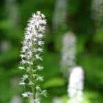 Heartleaf foamflower