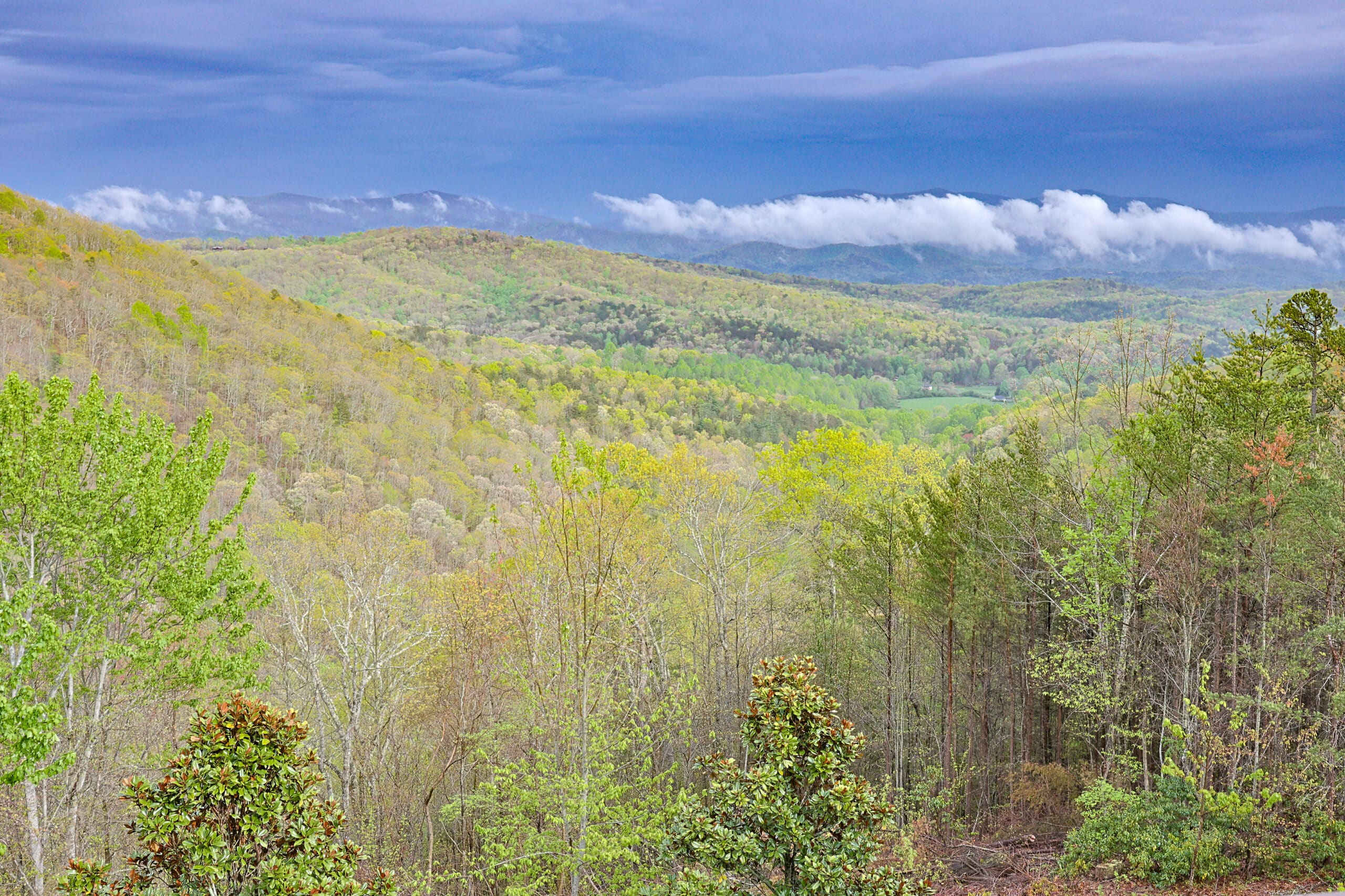 Read more about the article The Awakening of the Forest in North Georgia: A Symphony of Spring