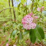 Mountain Laurel